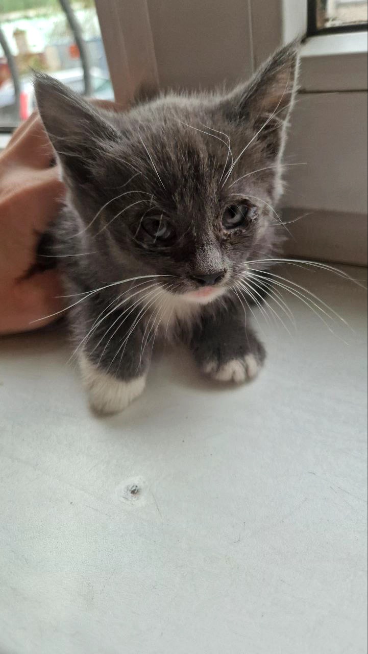 Кошеня Нона