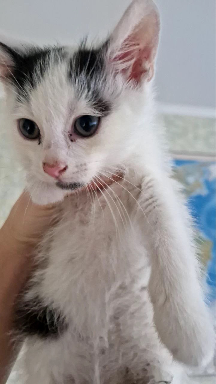 Кошеня Біляшик