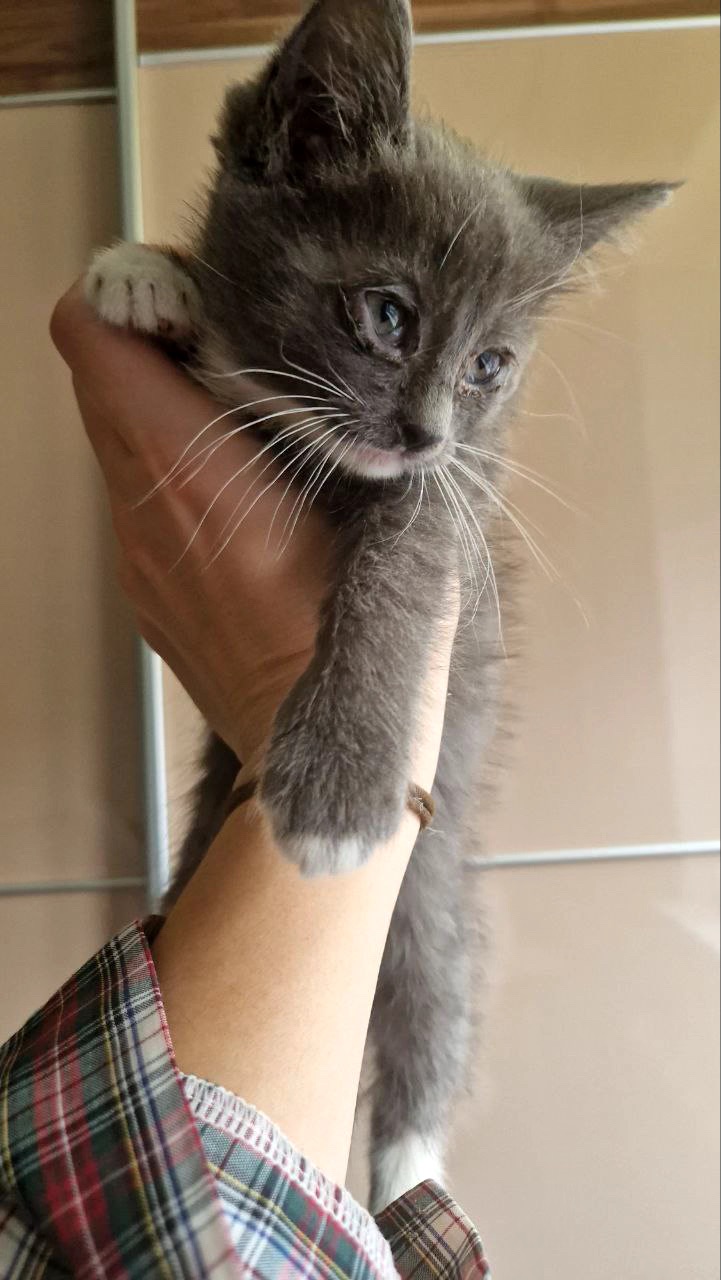 Кошеня Нона