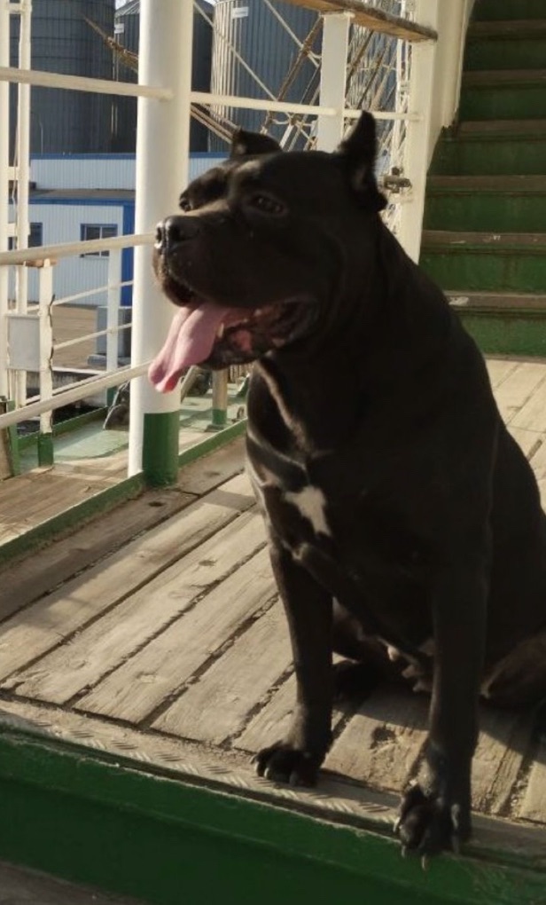 Чистокровный щенок Кане Корсо