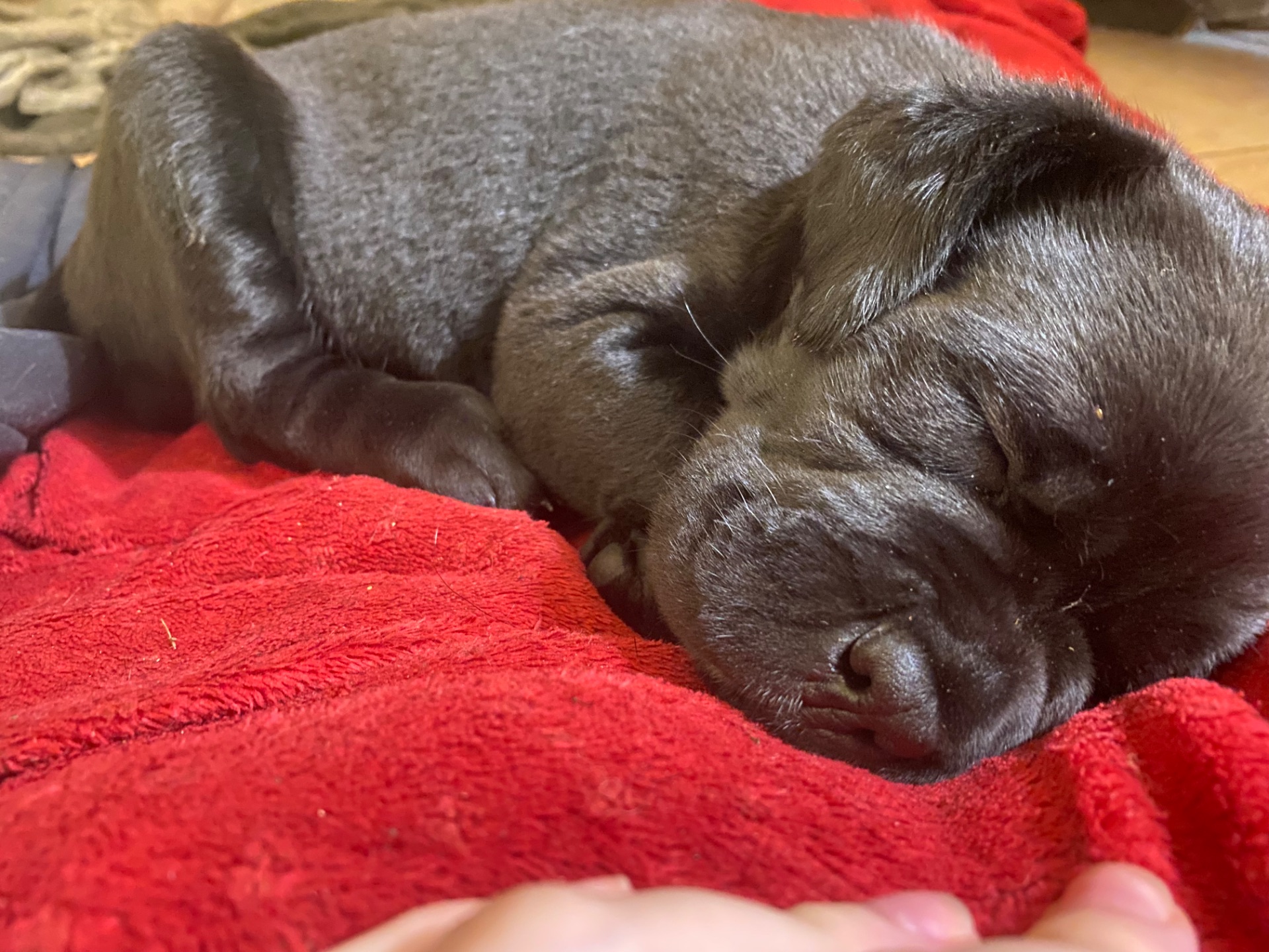 Чистокровный щенок Кане Корсо