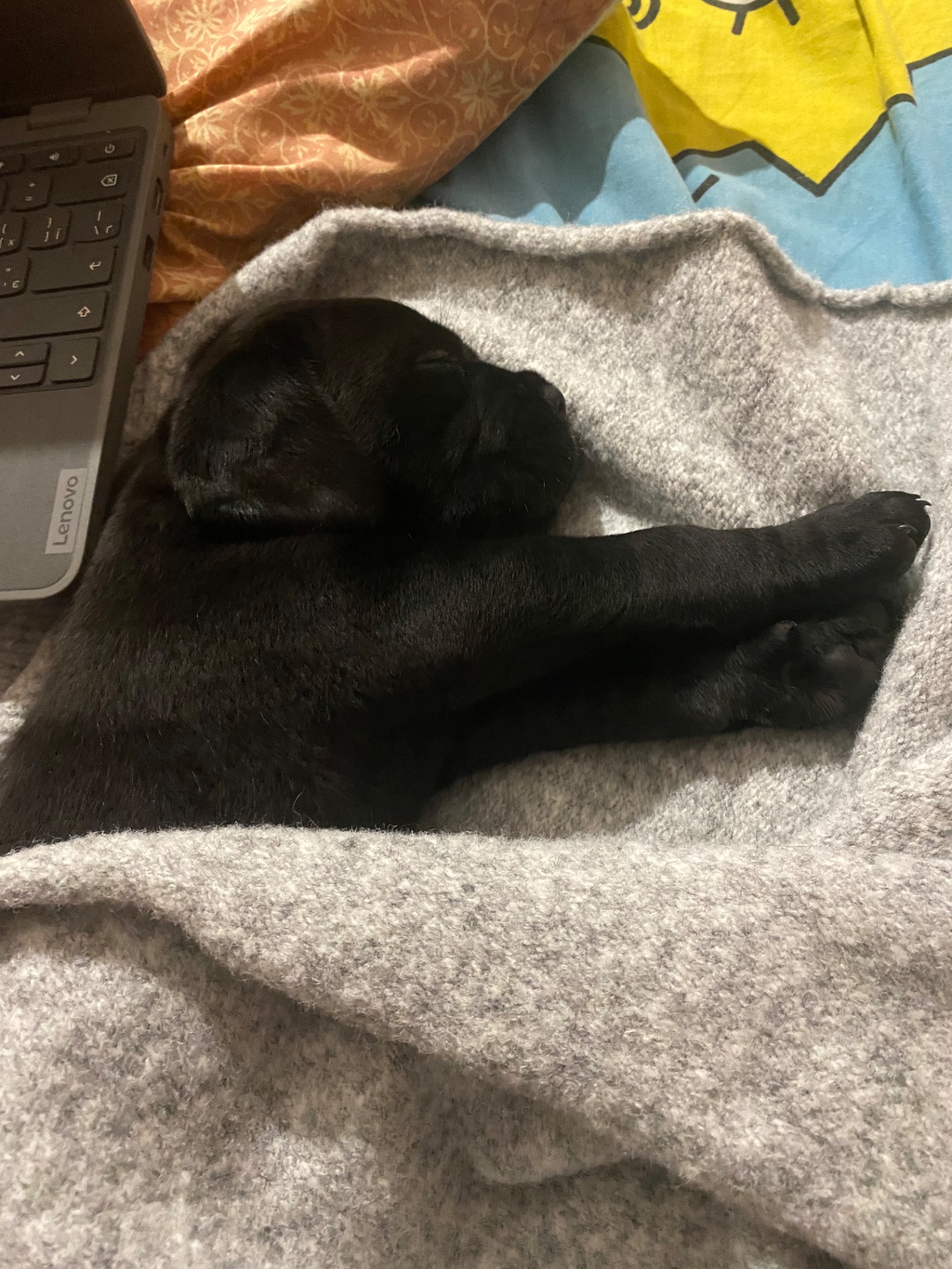 Чистокровный щенок Кане Корсо