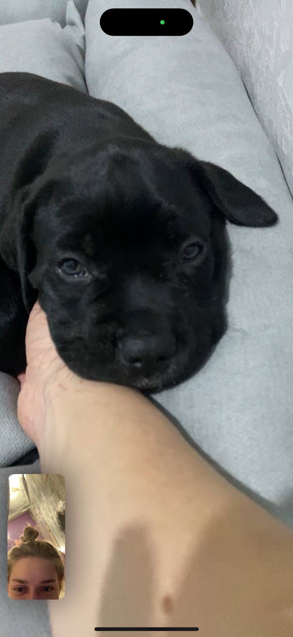 Чистокровный щенок Кане Корсо