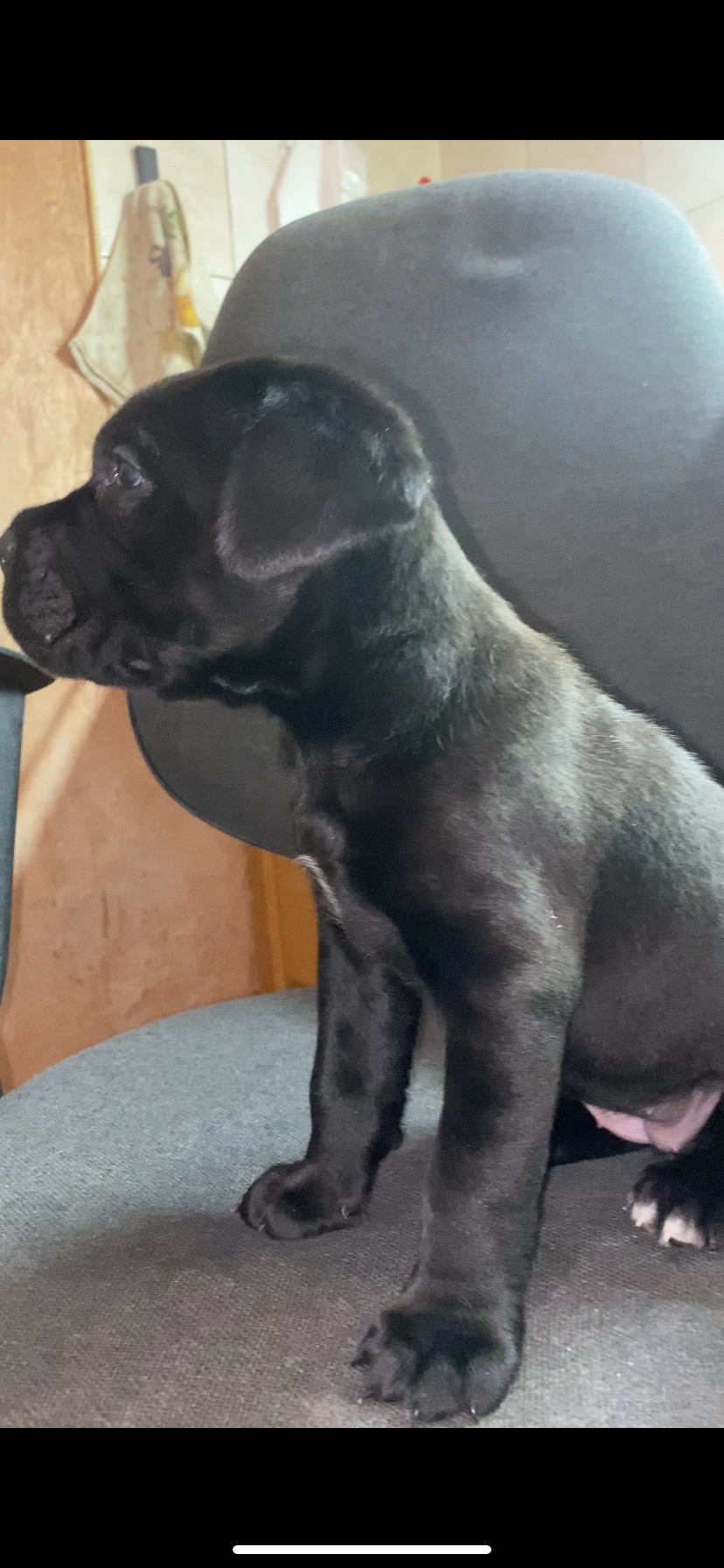 Чистокровный щенок Кане Корсо