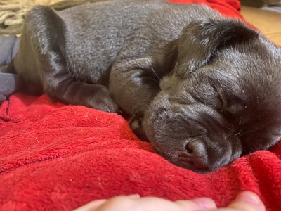 Чистокровный щенок Кане Корсо