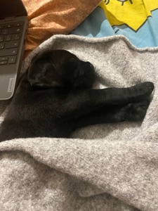 Чистокровный щенок Кане Корсо