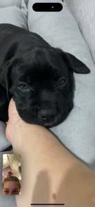 Чистокровный щенок Кане Корсо