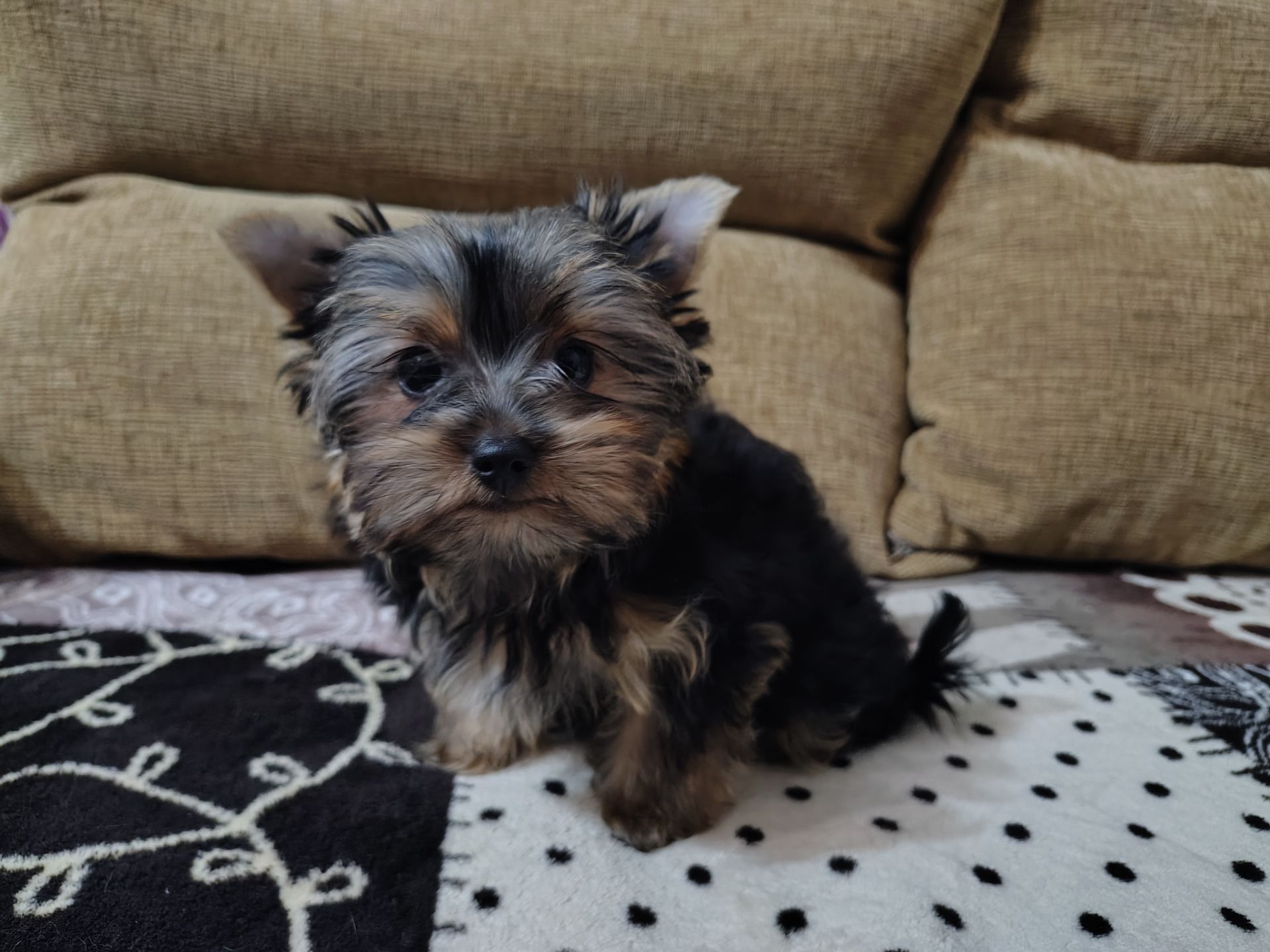 Дівчинка йоркширського терʼєру