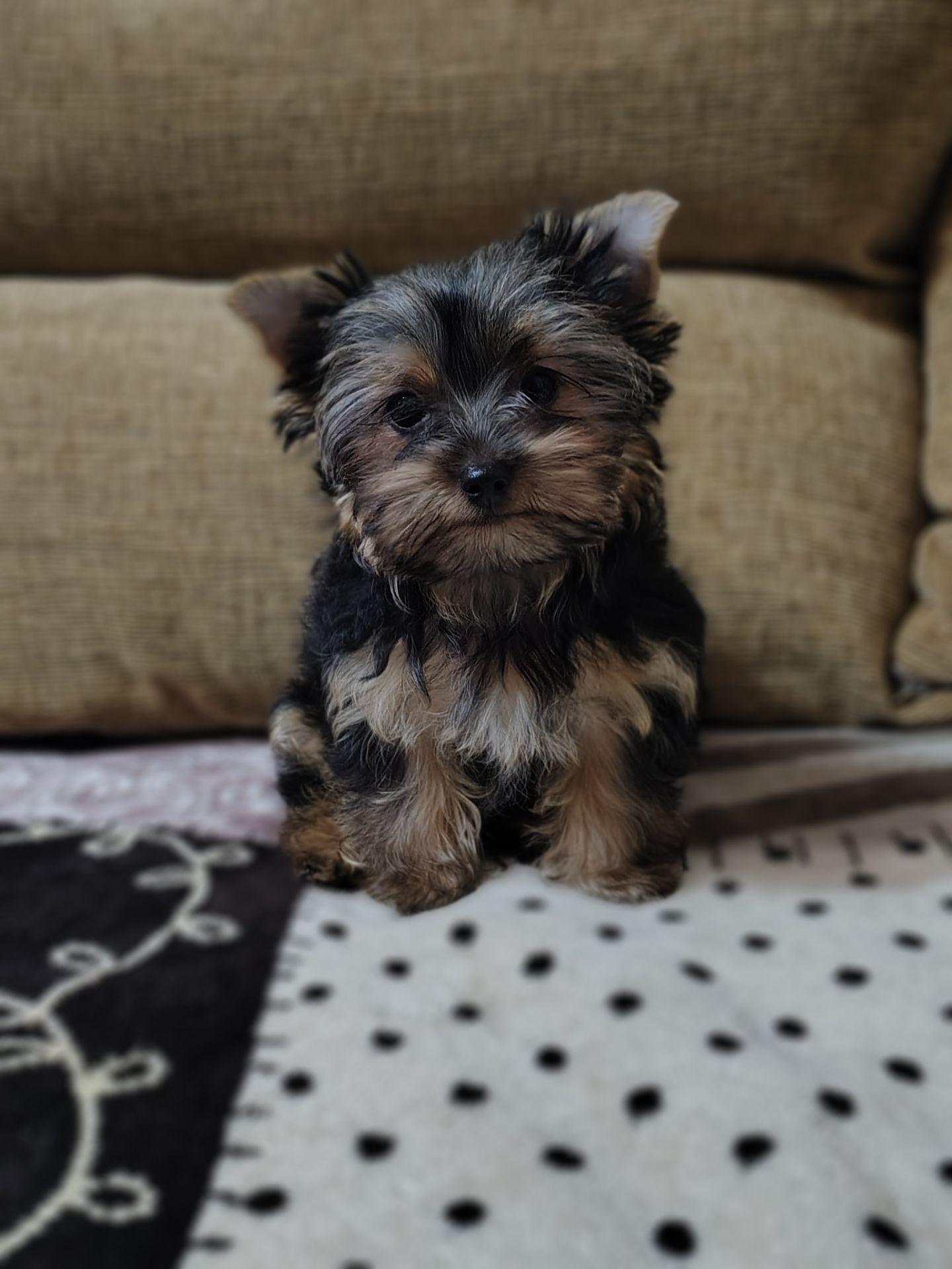 Дівчинка йоркширського терʼєру