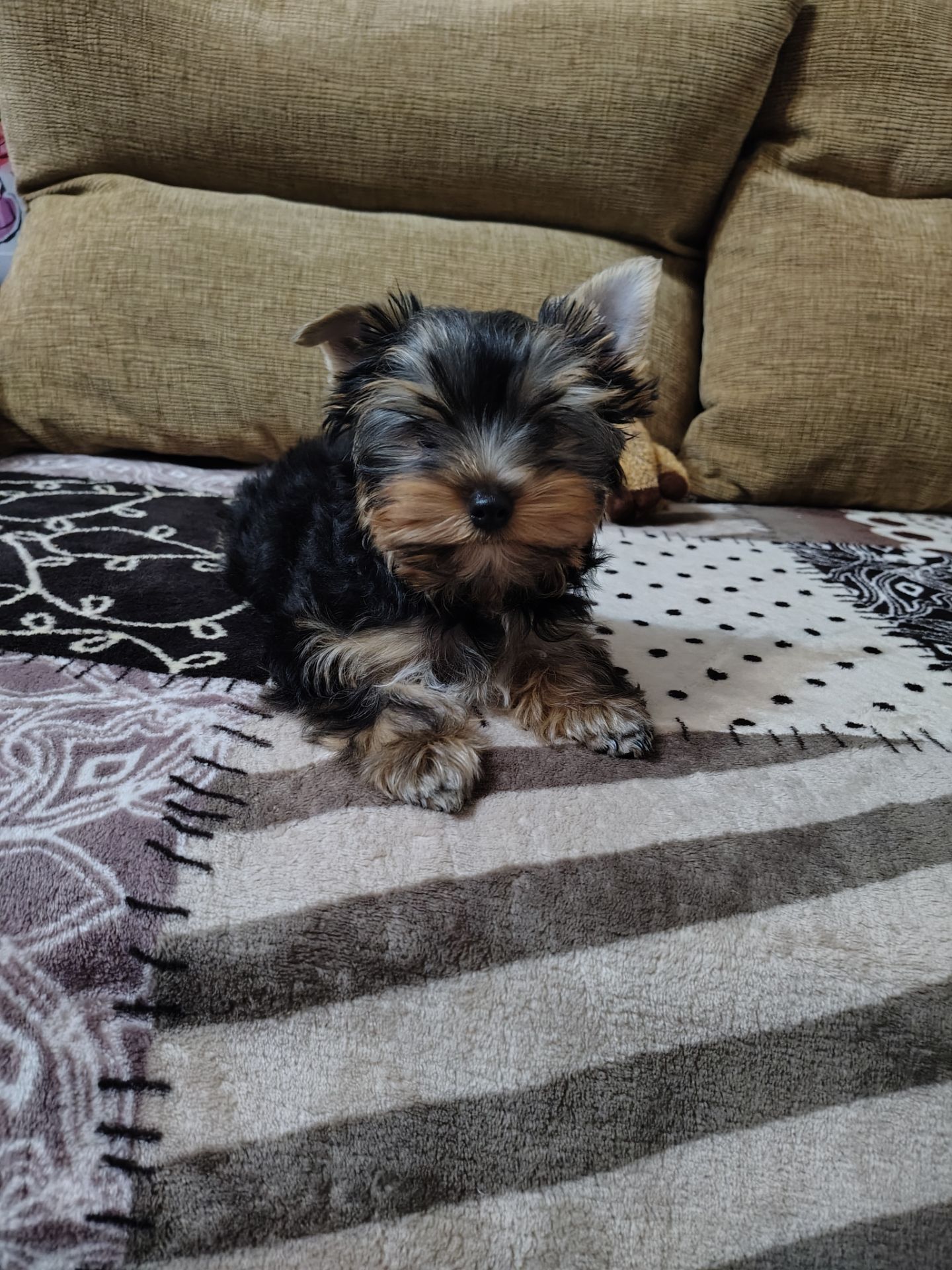 Дівчинка йоркширського терʼєру