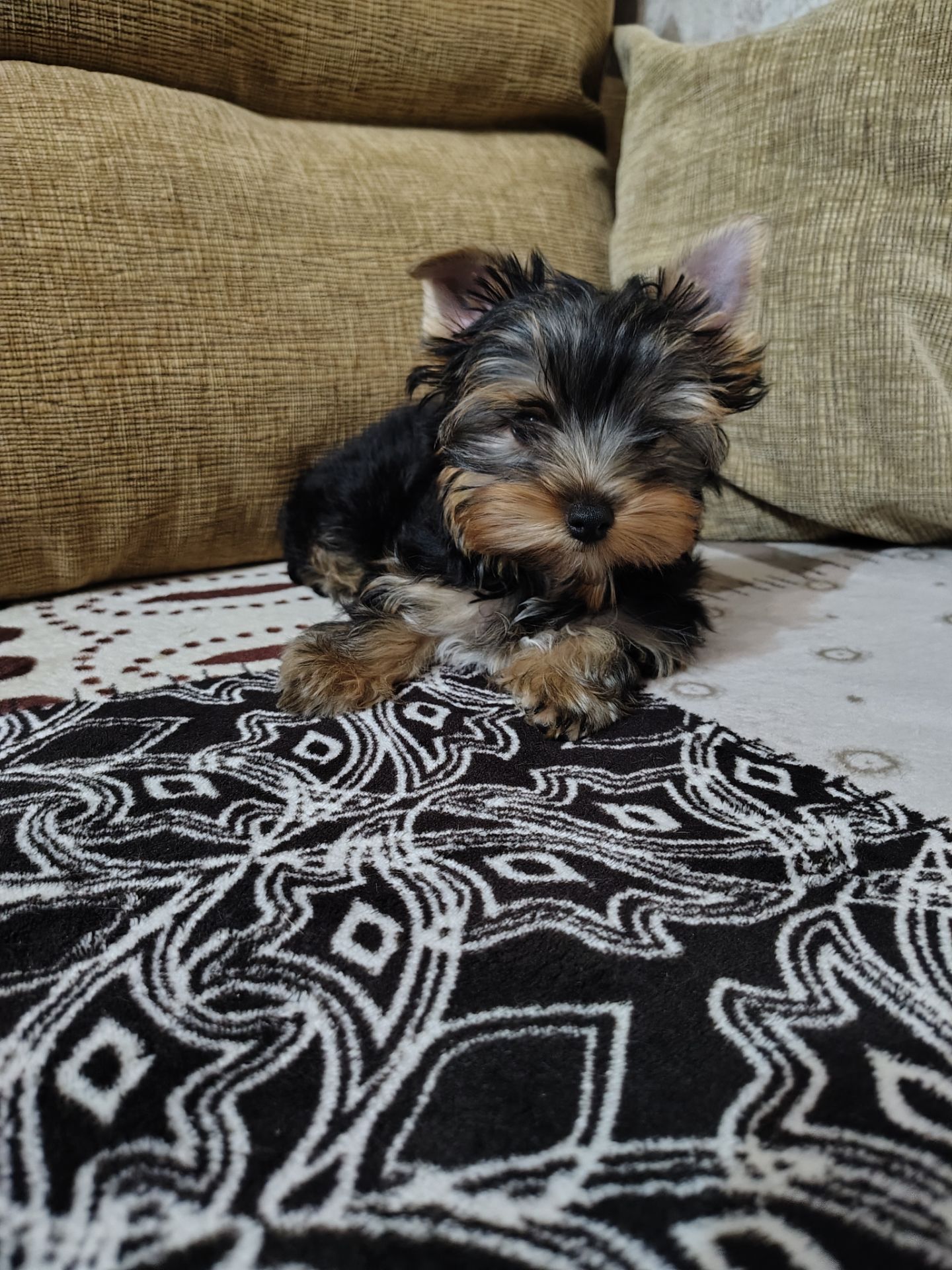 Дівчинка йоркширського терʼєру