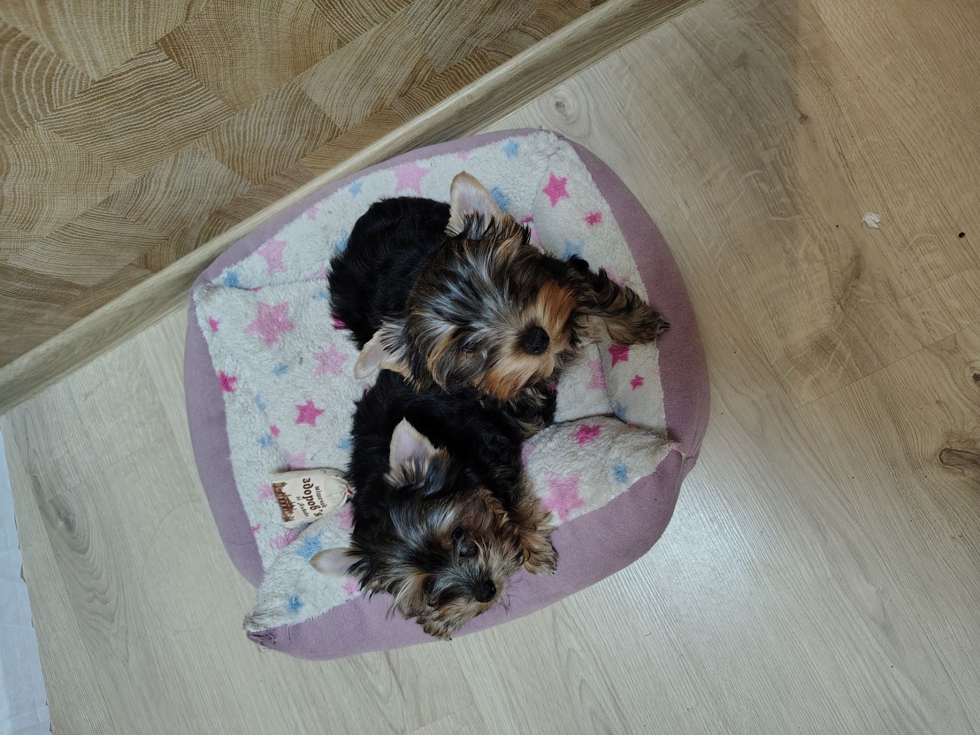 Дівчинка йоркширського терʼєру