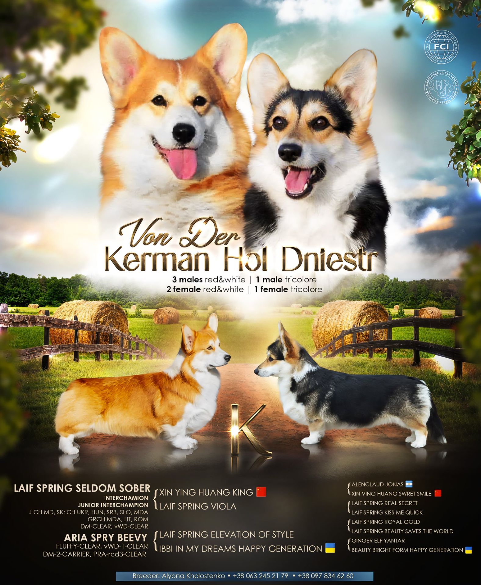 Вельш-коргі пемброк