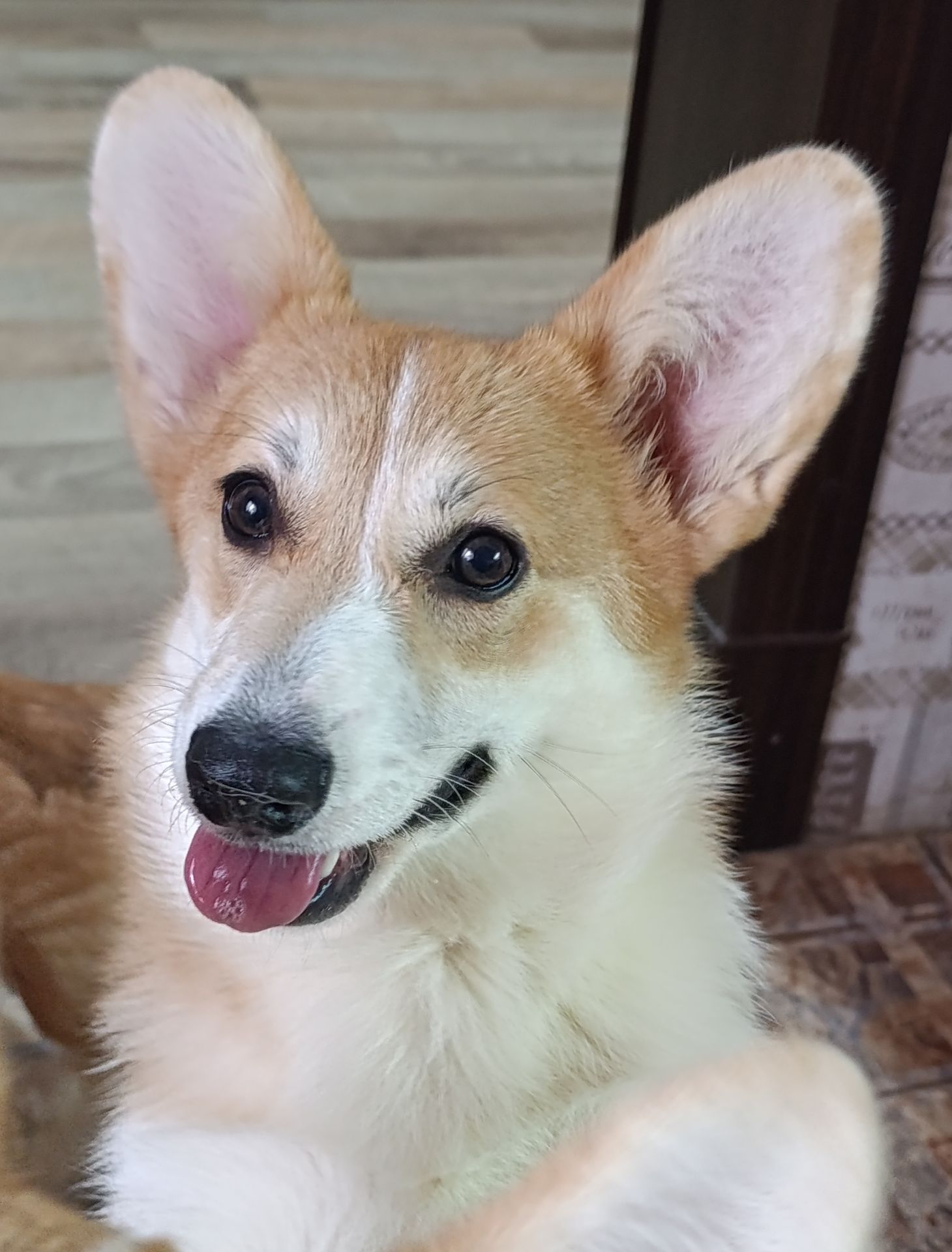 Вельш-коргі пемброк