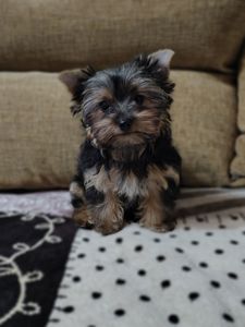 Дівчинка йоркширського терʼєру