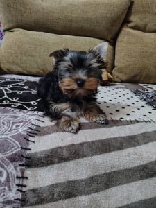 Дівчинка йоркширського терʼєру