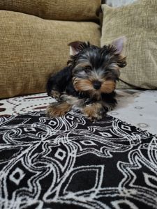 Дівчинка йоркширського терʼєру