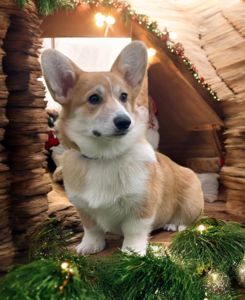 Вельш-коргі пемброк