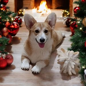 Вельш-коргі пемброк