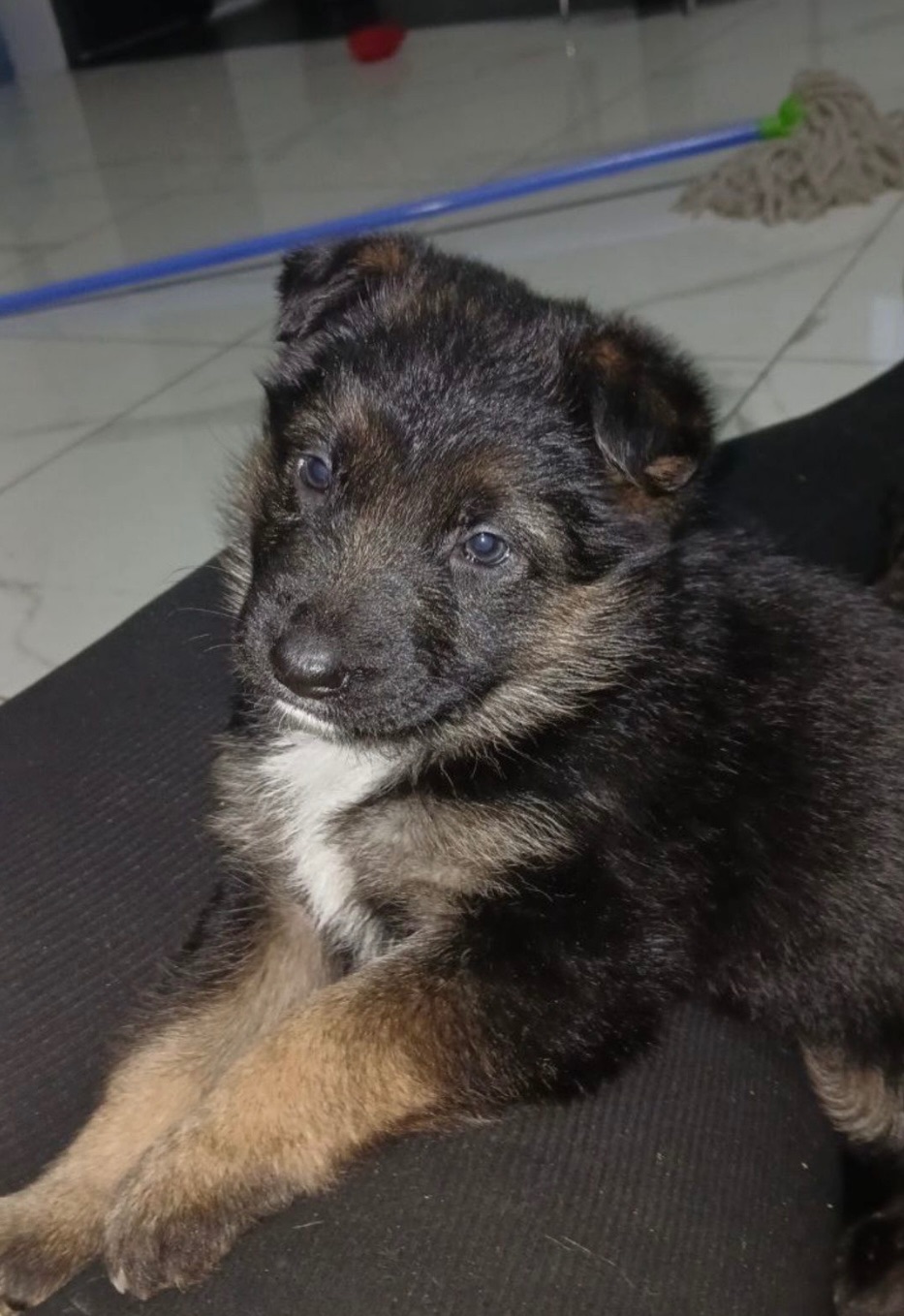 Цуценята 2 дівчинки