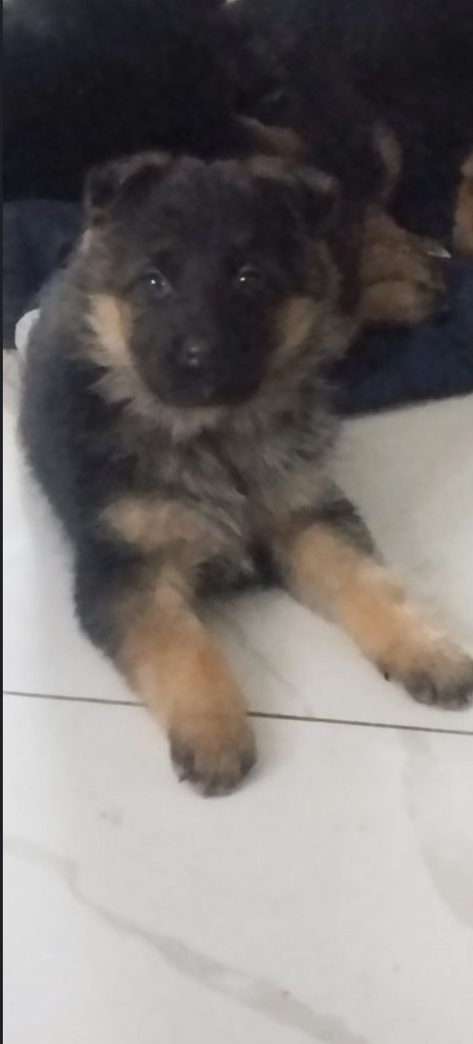 Цуценята 2 дівчинки