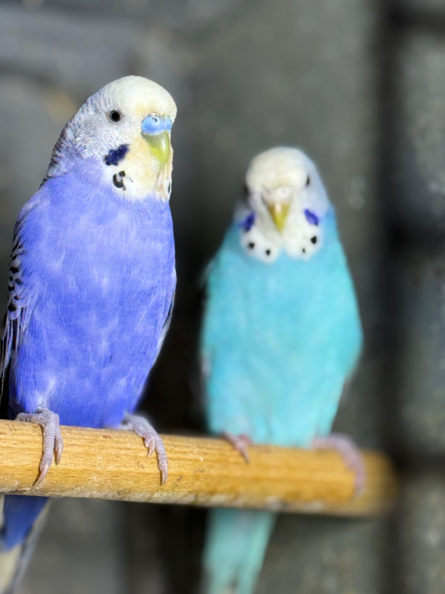 Волнистые, чехи и получехи Ручные птенцы