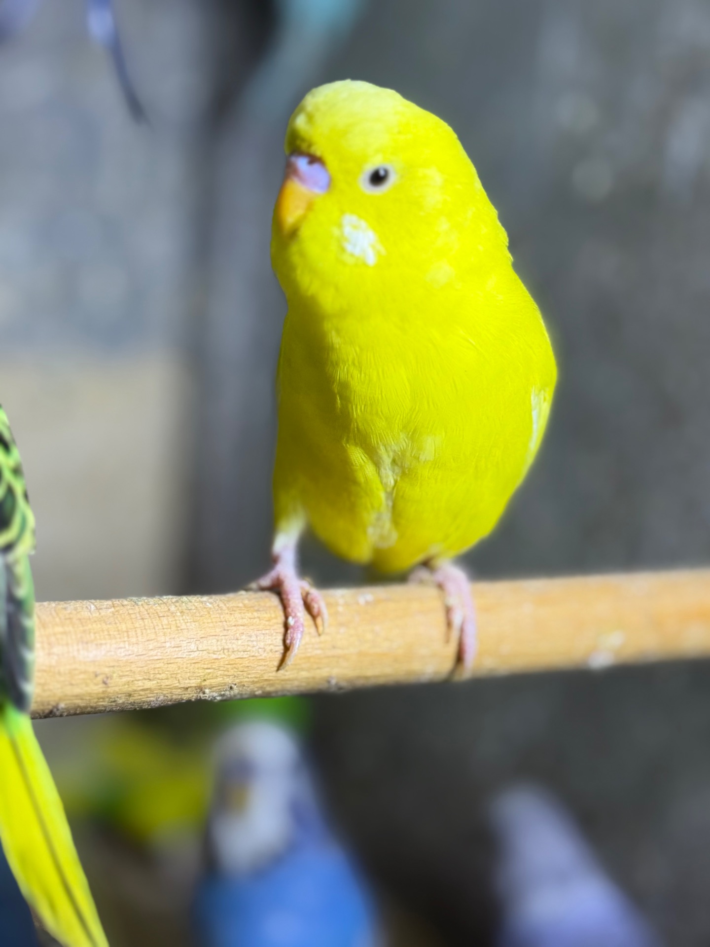 Волнистые, чехи и получехи Ручные птенцы