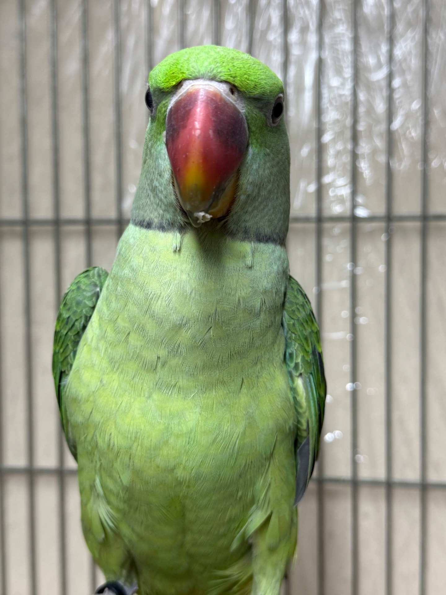 Александрийский попугай птенцы молодые