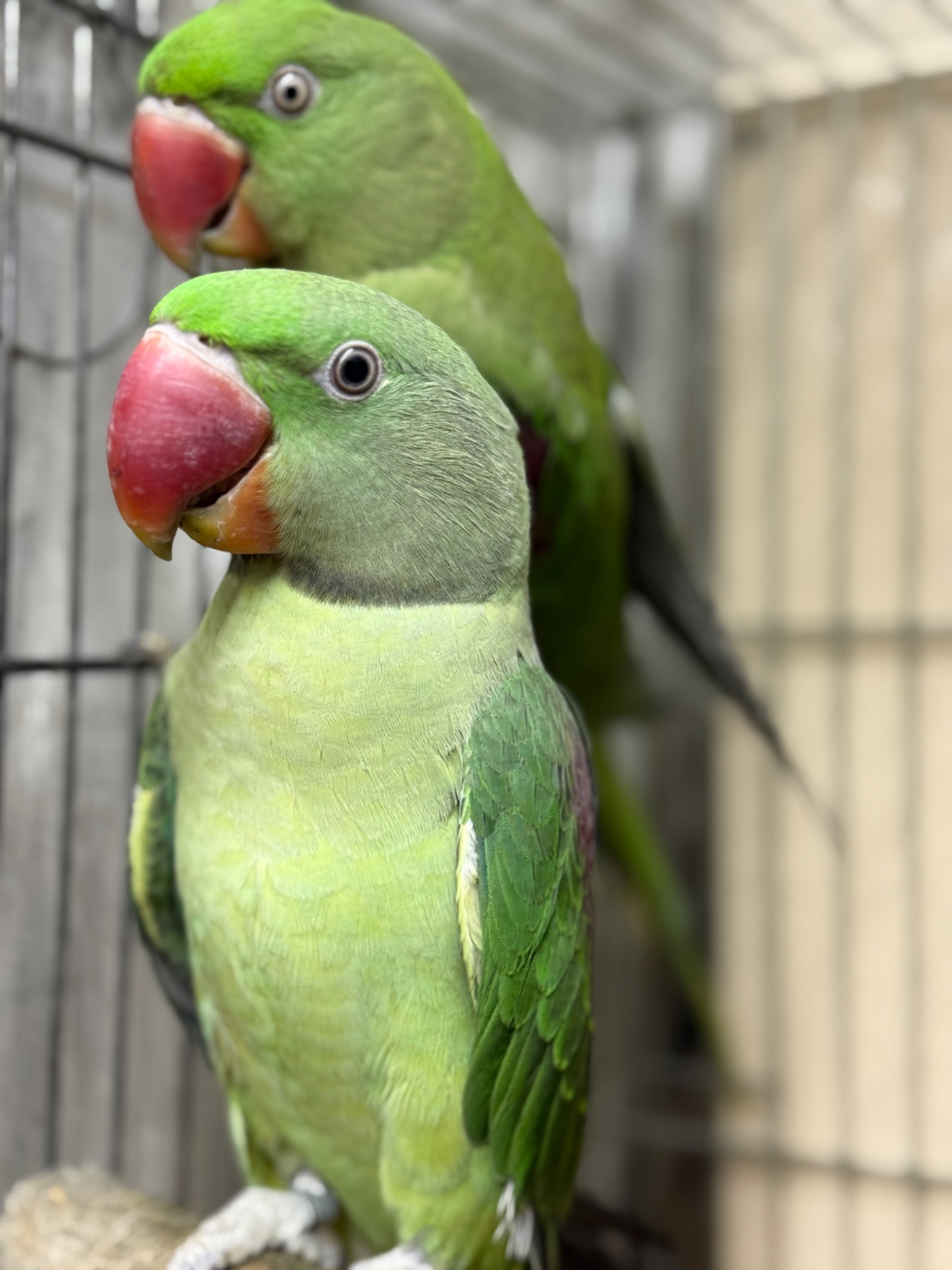 Александрийский попугай птенцы молодые