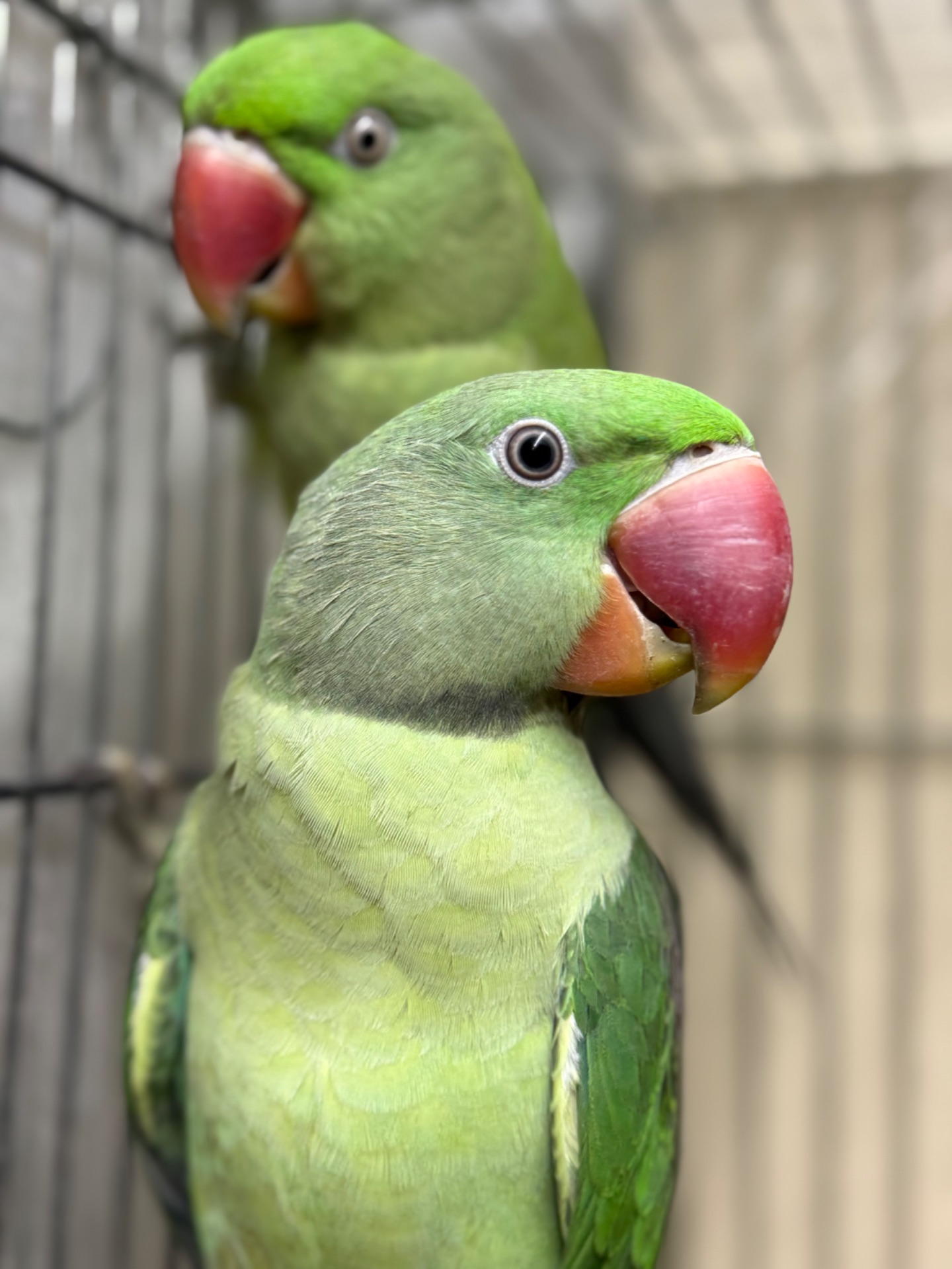 Александрийский попугай птенцы молодые