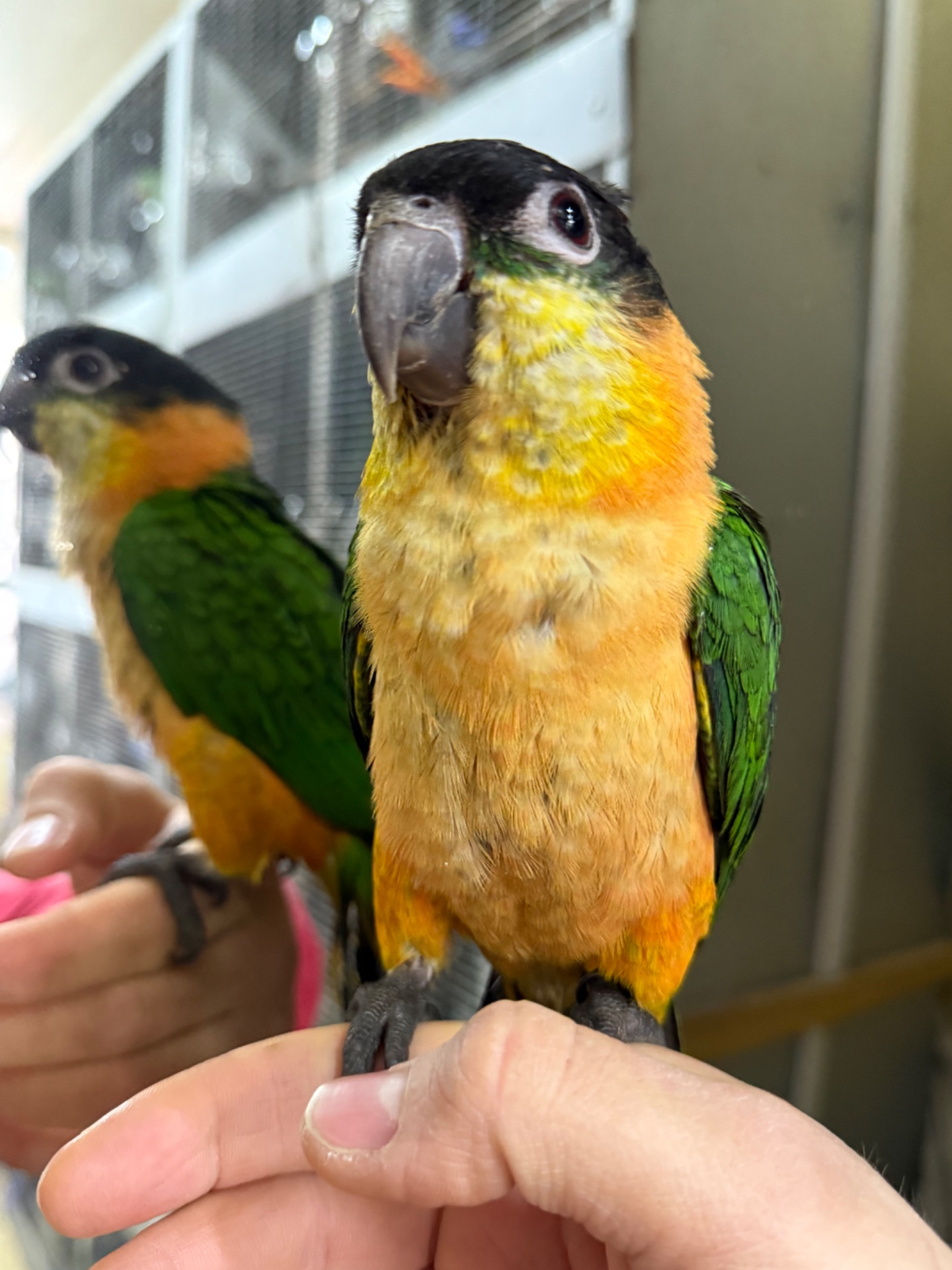 Каик - Лучший попугай для дома, танцор, трюкач