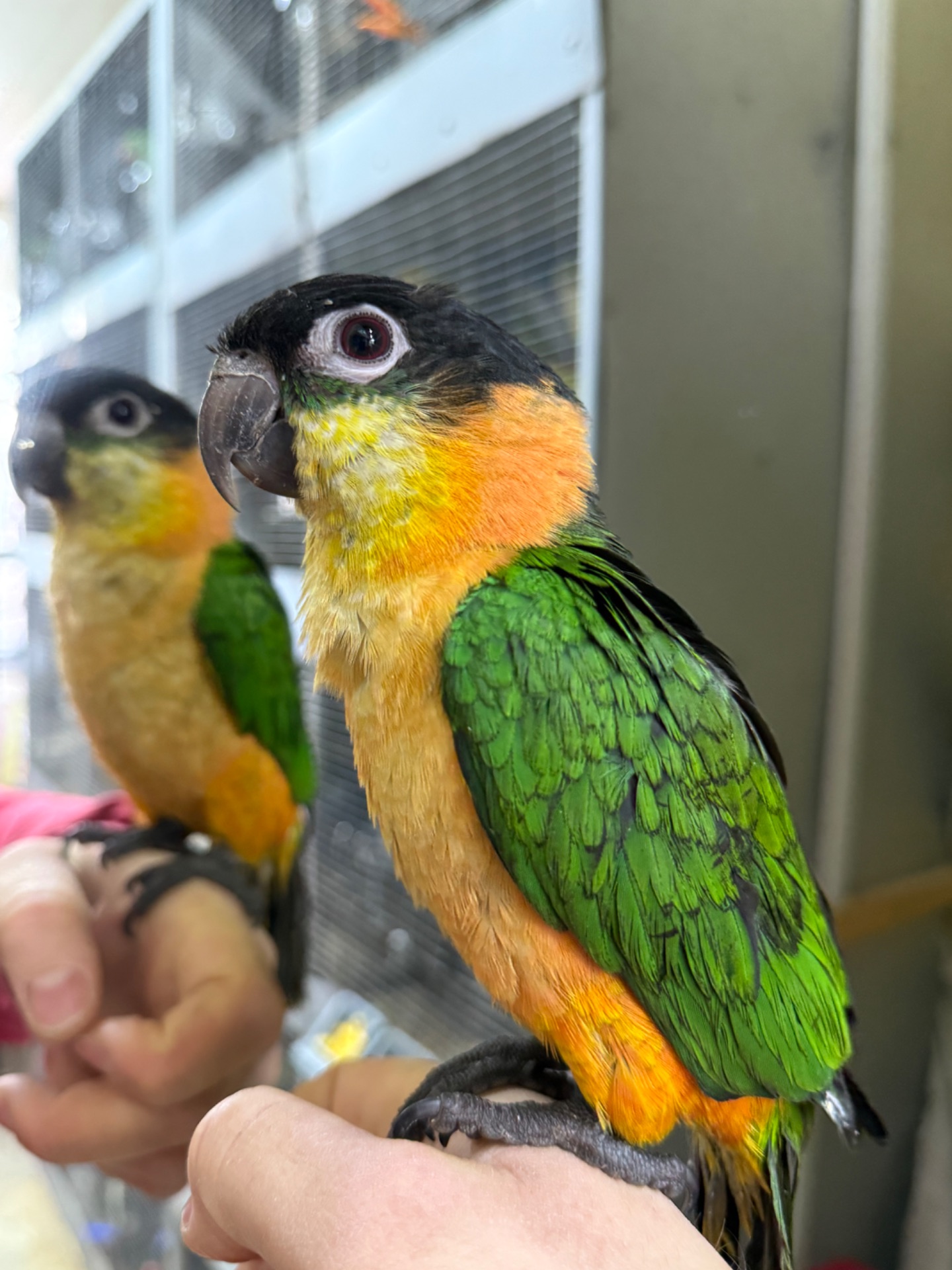 Каик - Лучший попугай для дома, танцор, трюкач