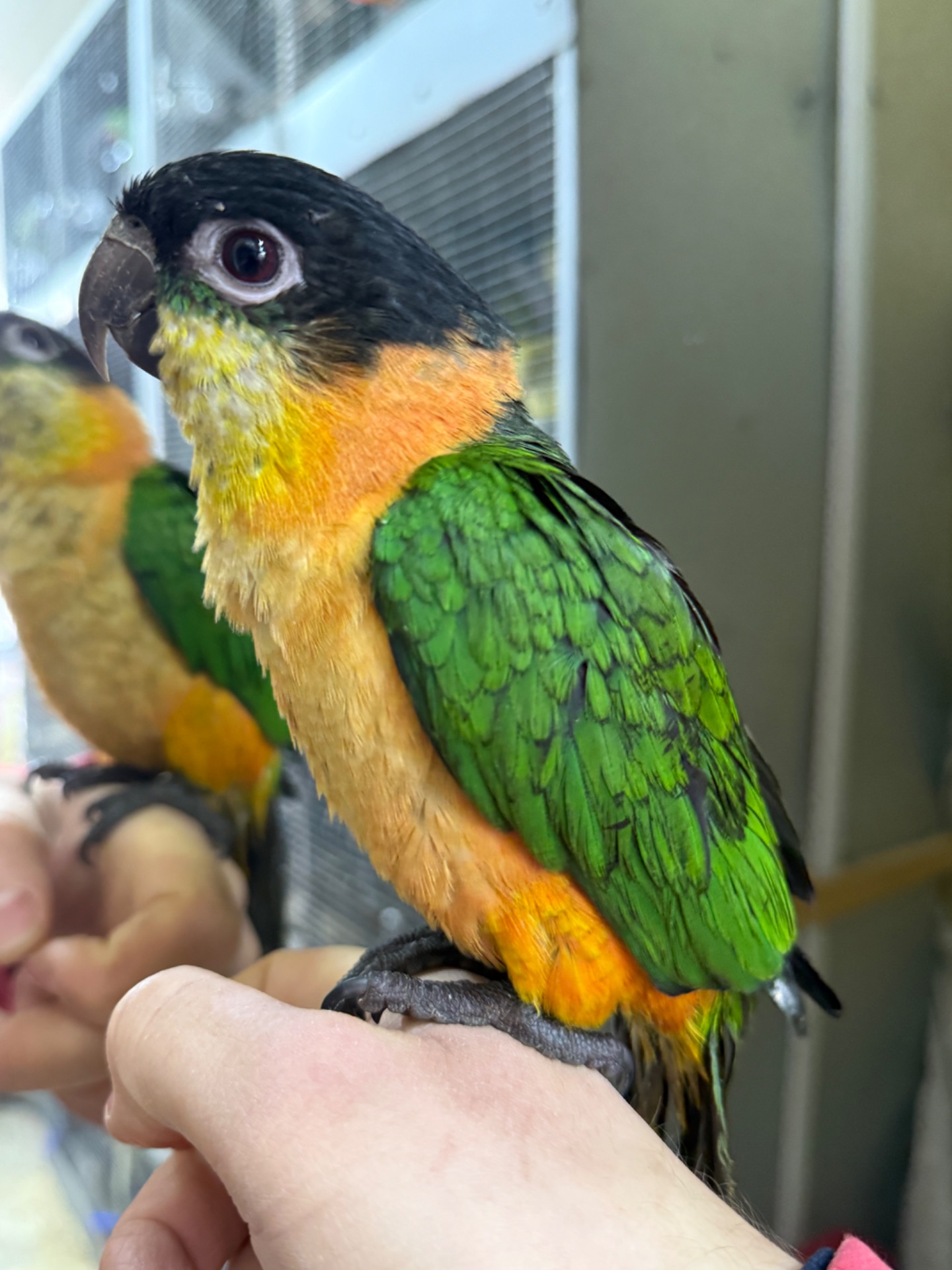 Каик - Лучший попугай для дома, танцор, трюкач