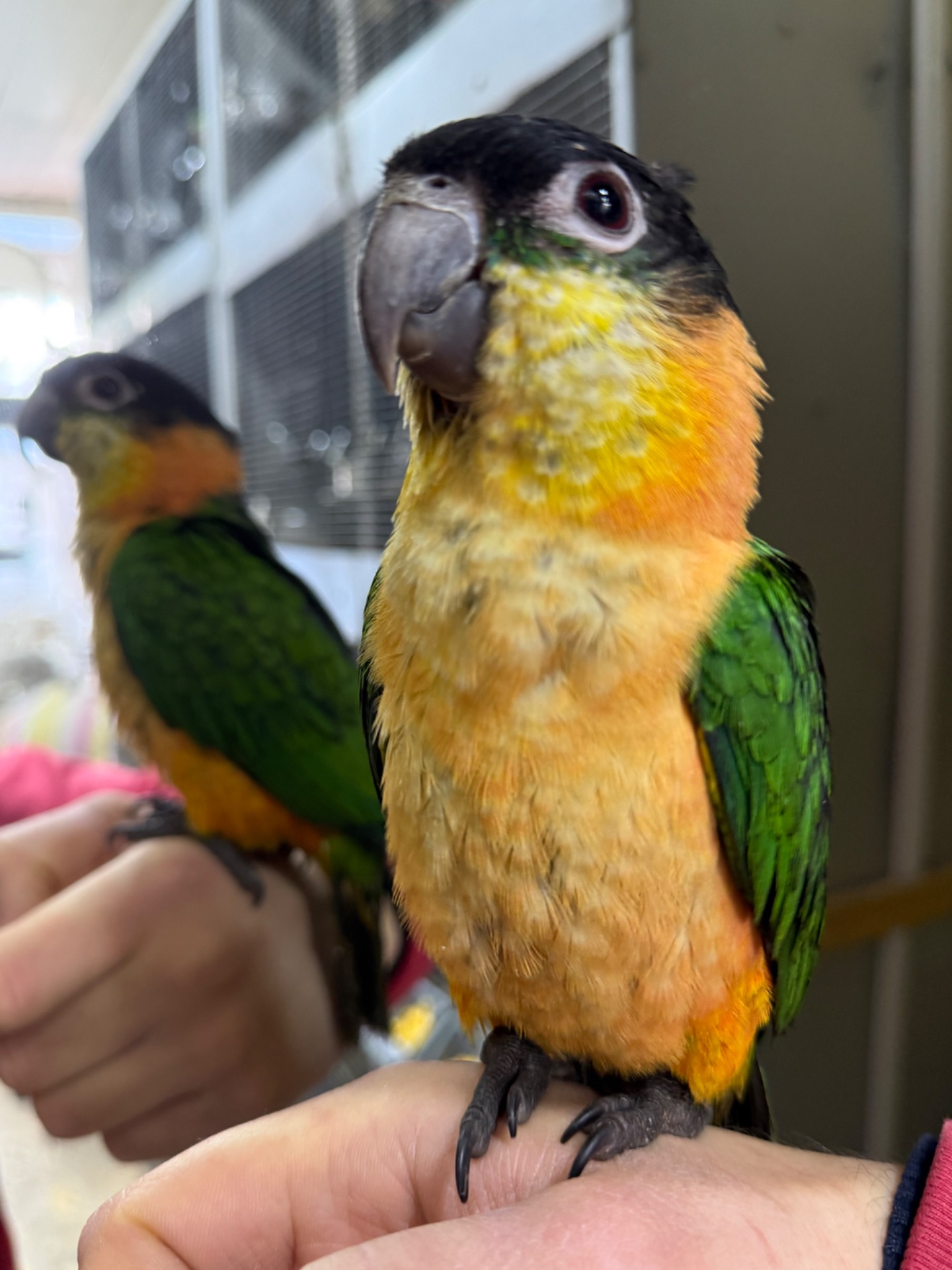 Каик - Лучший попугай для дома, танцор, трюкач