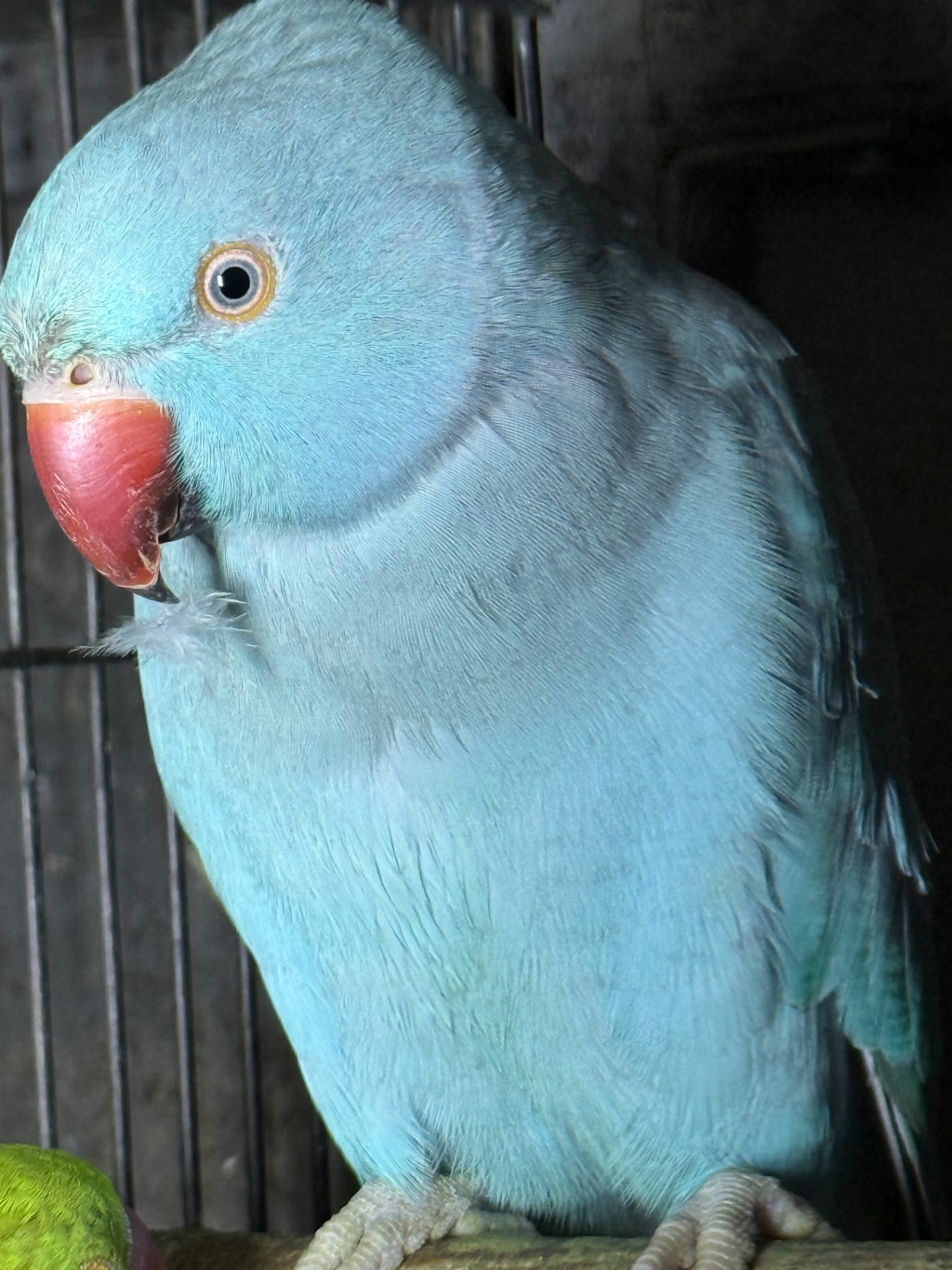 Ожереловые попугаи птенцы и взрослые попугаи