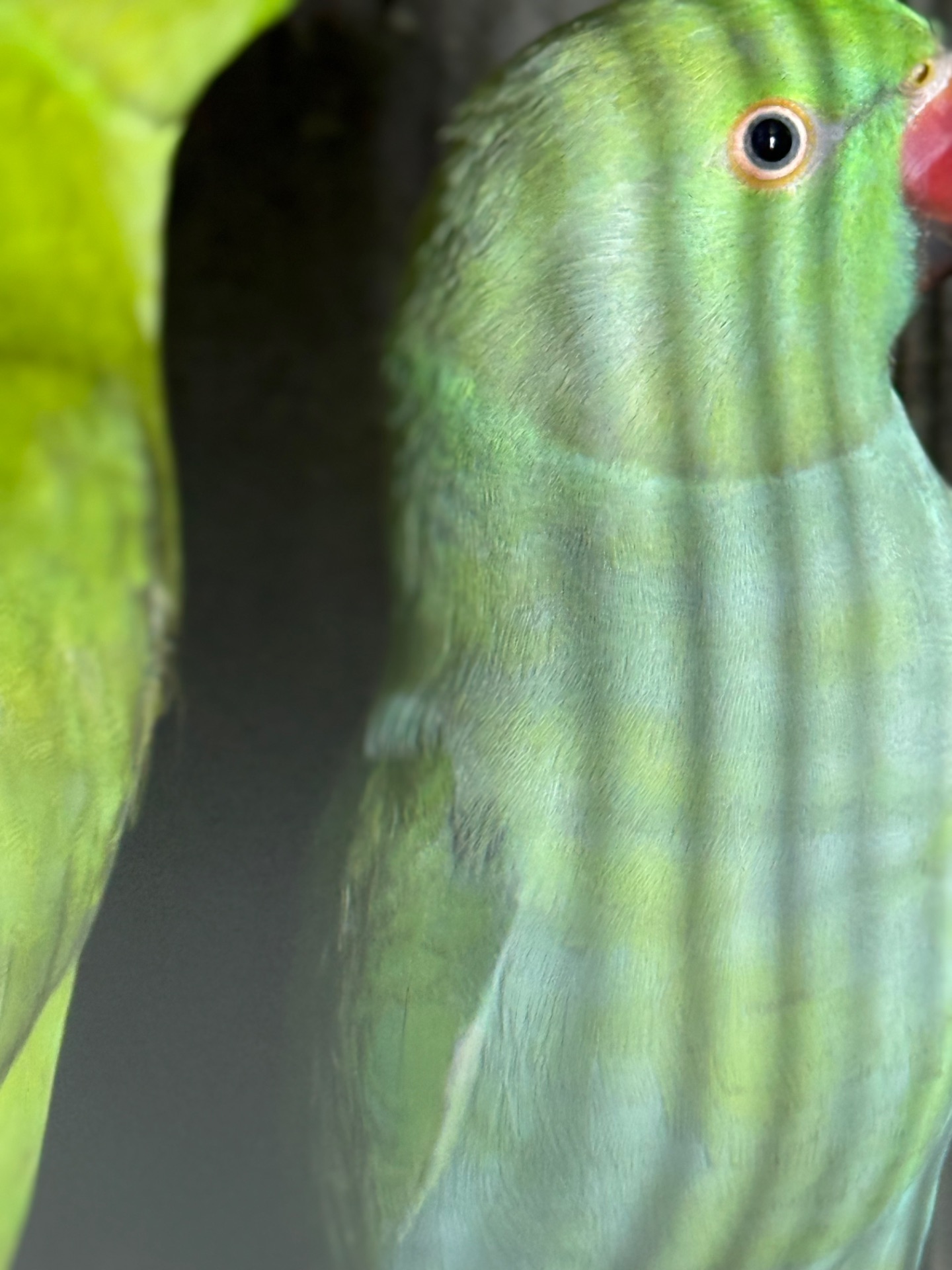 Ожереловые попугаи птенцы и взрослые попугаи