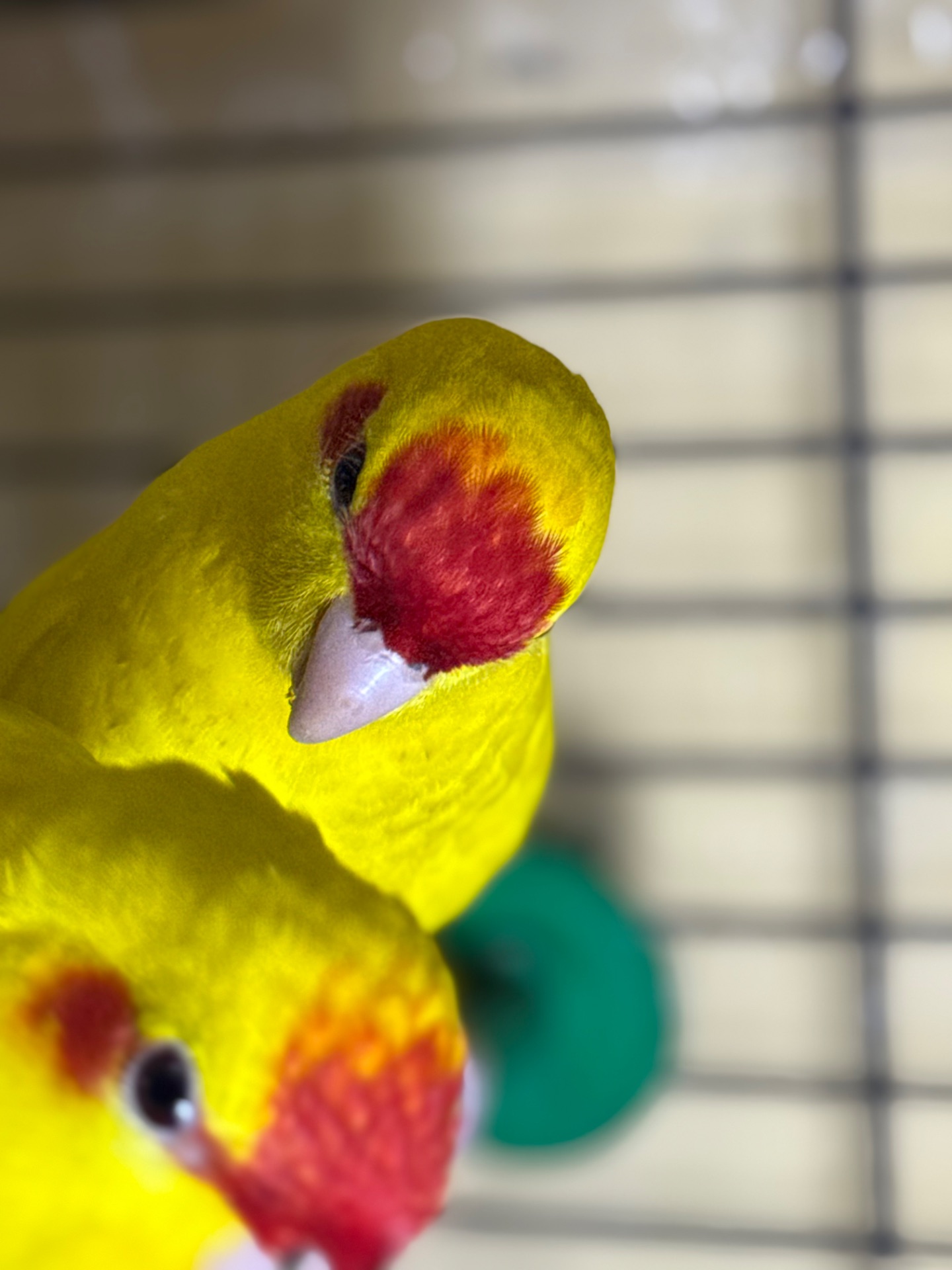 Какарики разного окраса синие зелены и желтые