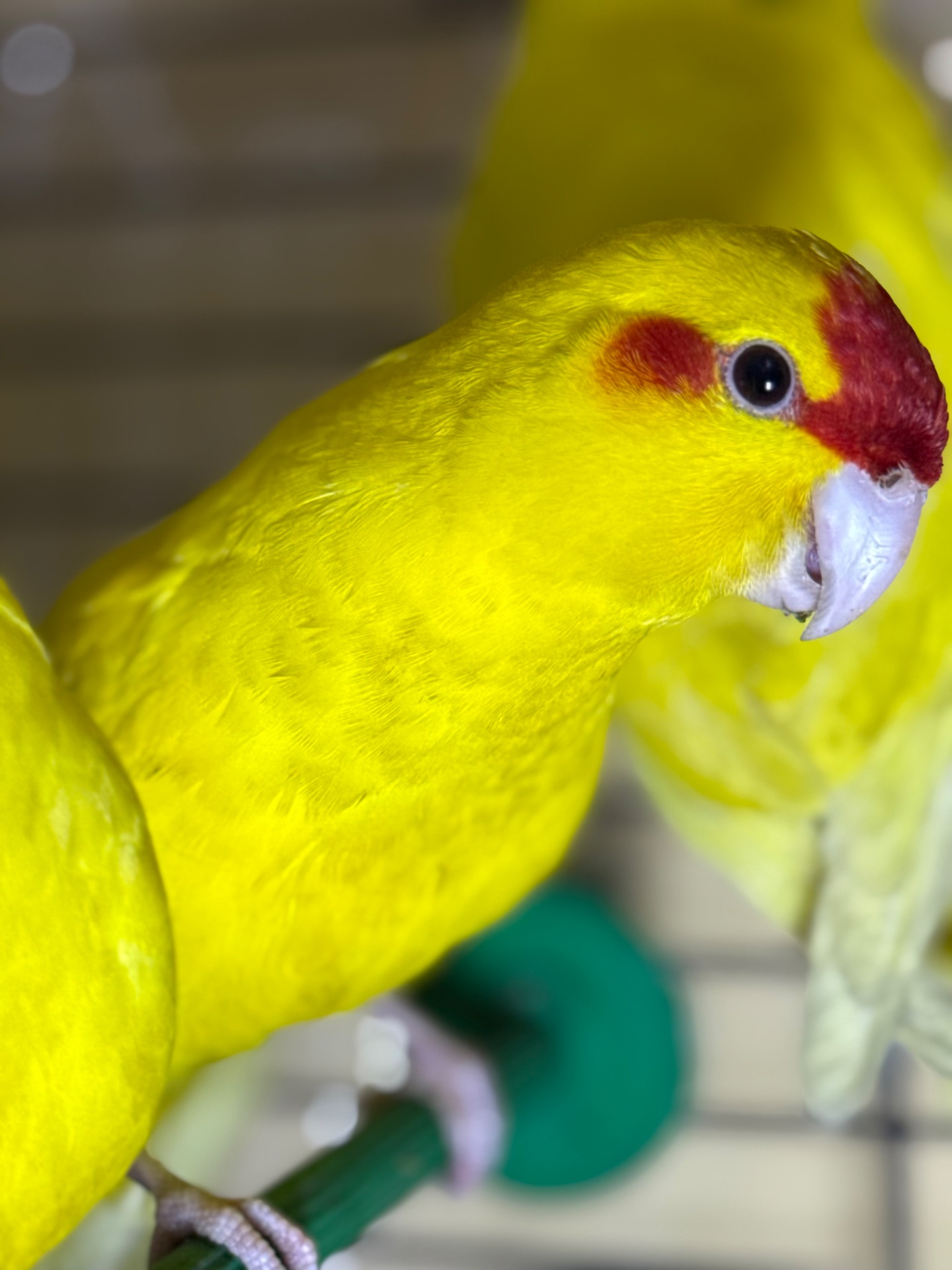 Какарики разного окраса синие зелены и желтые