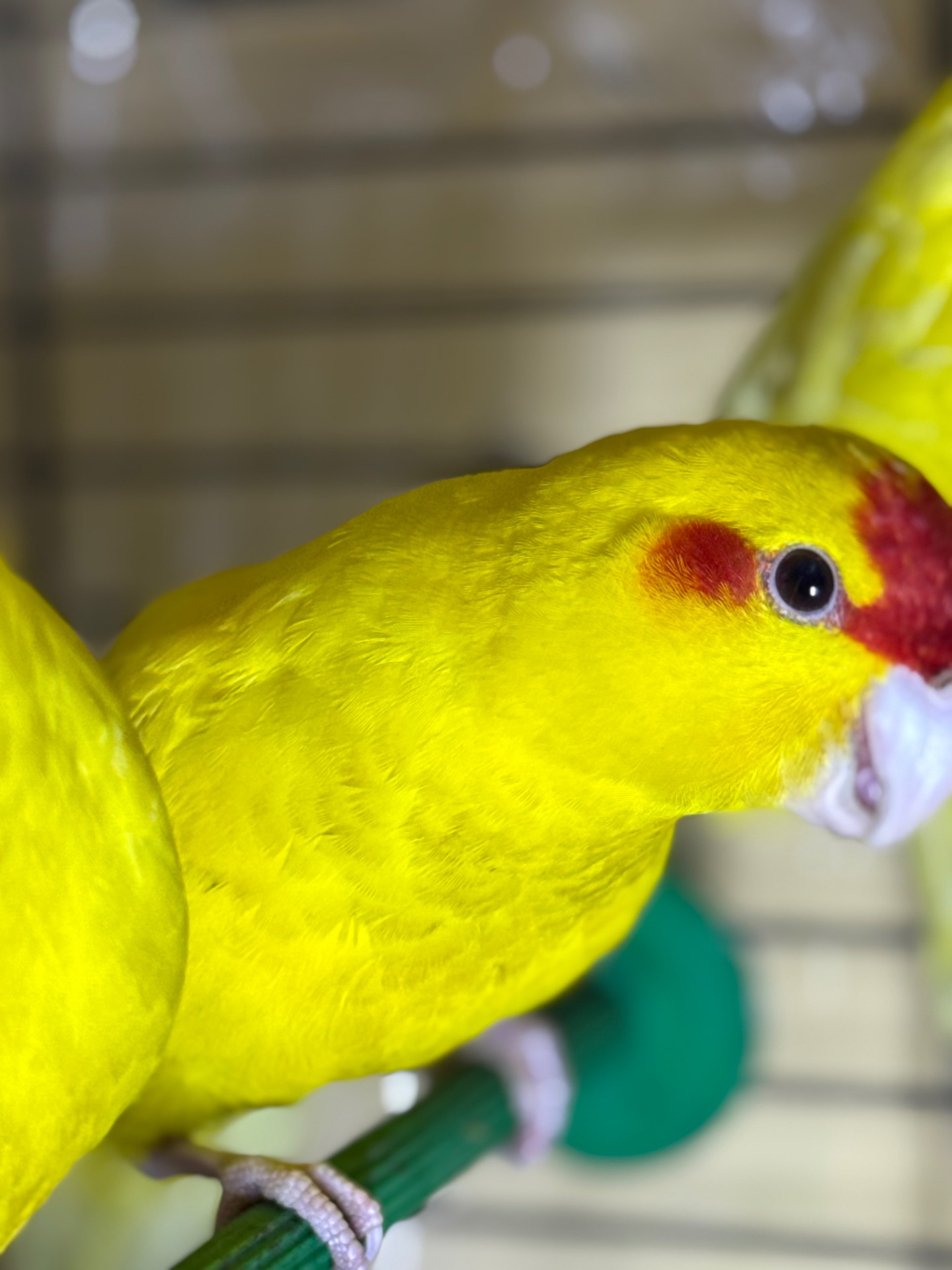 Какарики разного окраса синие зелены и желтые