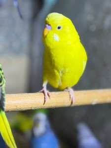 Волнистые, чехи и получехи Ручные птенцы