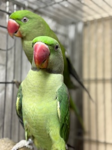 Александрийский попугай птенцы молодые