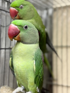Александрийский попугай птенцы молодые