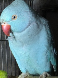 Ожереловые попугаи птенцы и взрослые попугаи