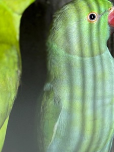 Ожереловые попугаи птенцы и взрослые попугаи