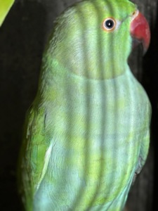 Ожереловые попугаи птенцы и взрослые попугаи