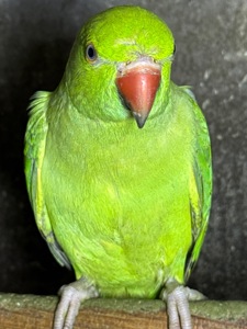 Ожереловые попугаи птенцы и взрослые попугаи