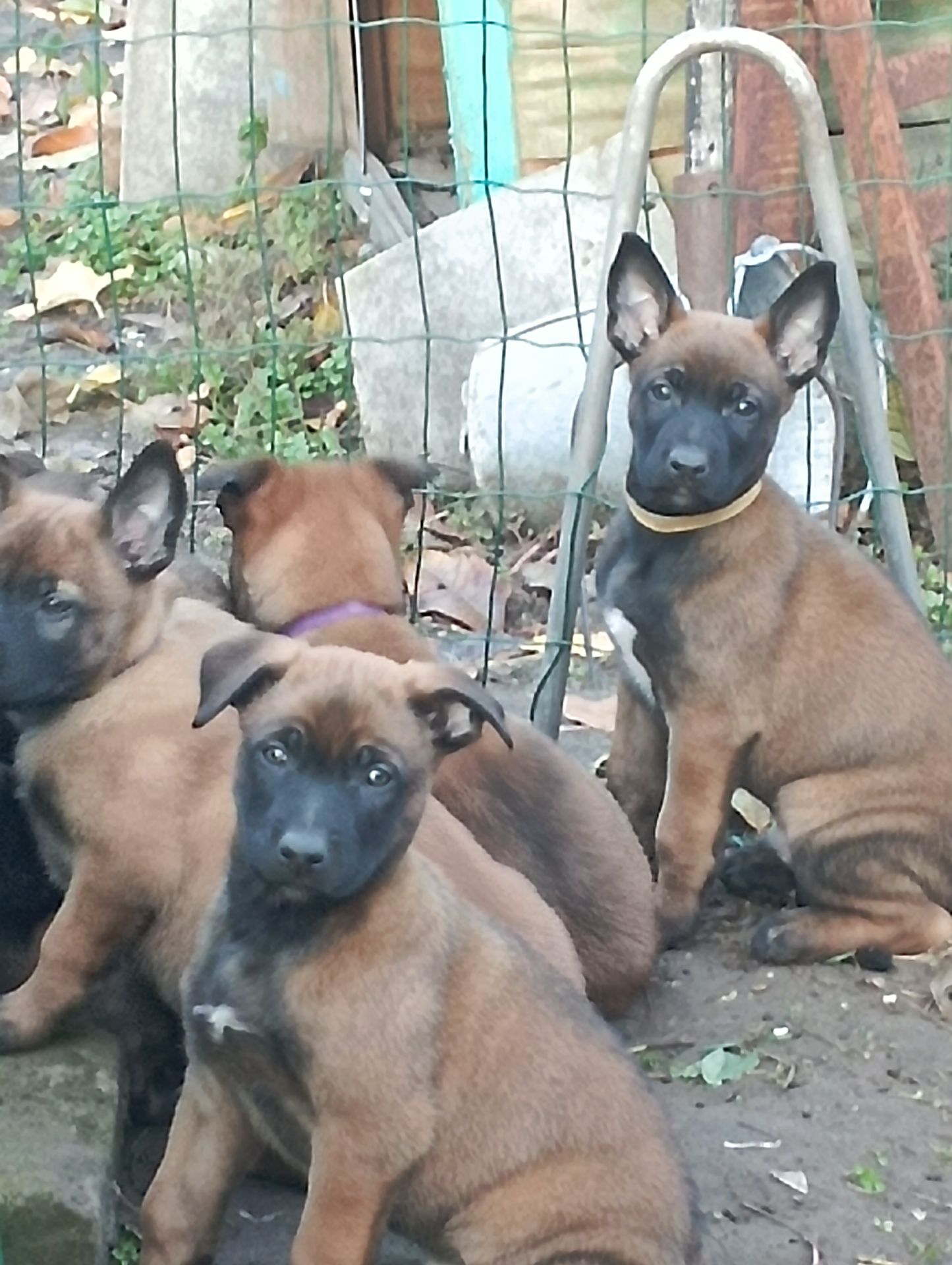 Цуценята бельгійської вівчарки
