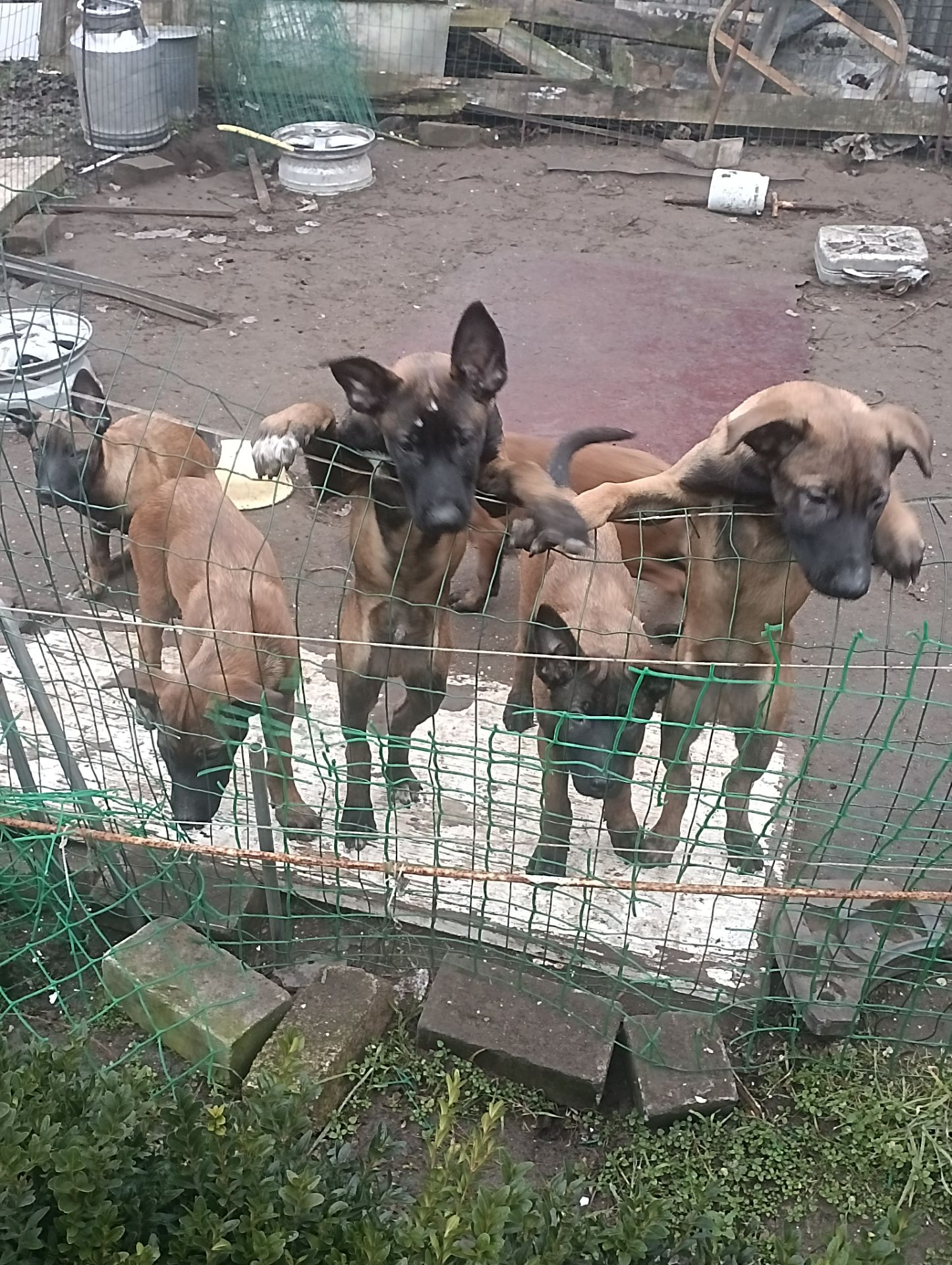 Цуценята бельгійської вівчарки