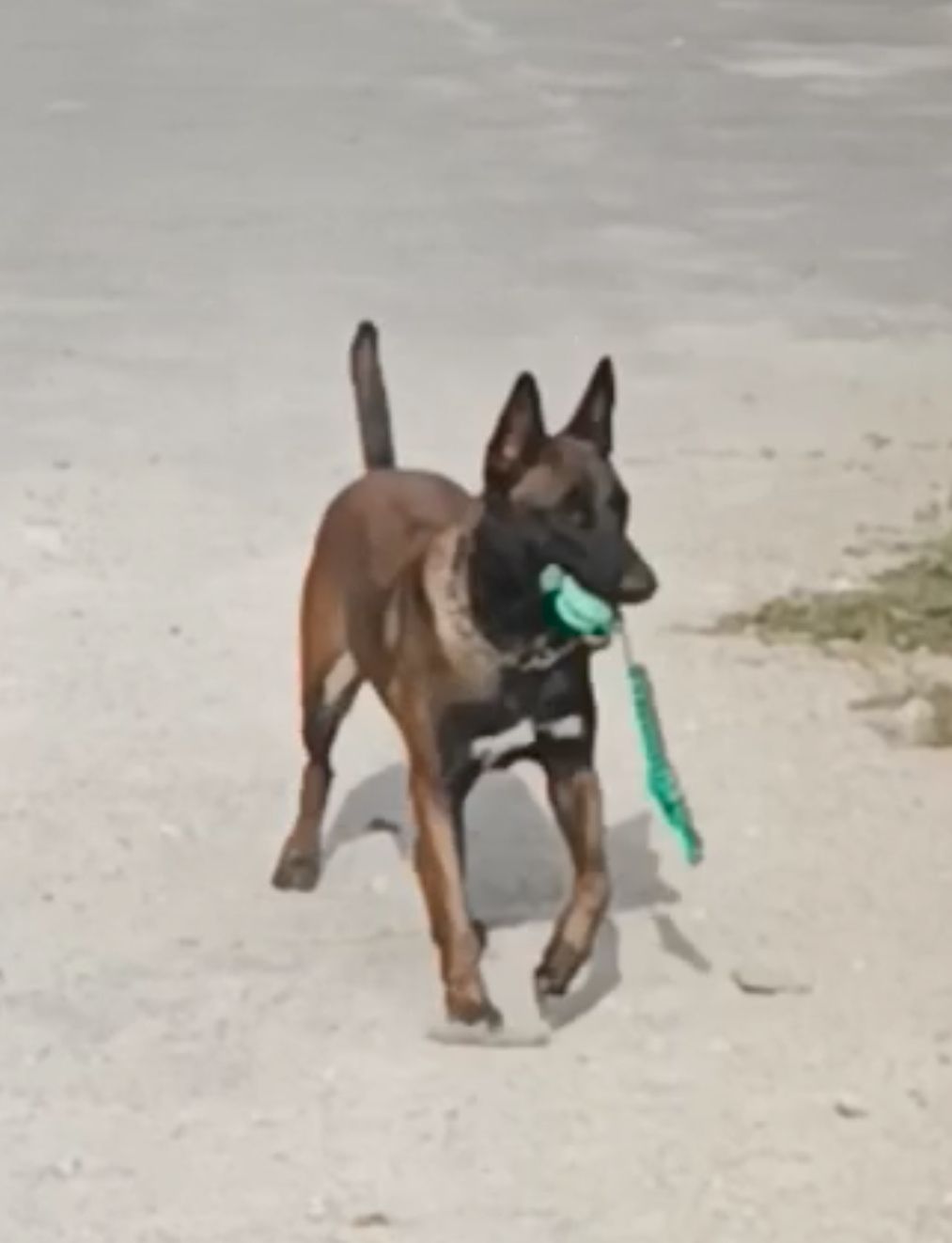 Цуценята бельгійської вівчарки