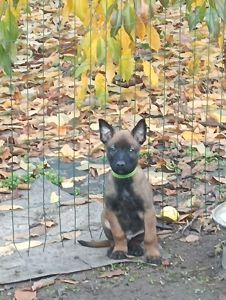 Цуценята бельгійської вівчарки